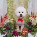 삐삐 펫살롱 이미지