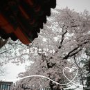 강릉대도호부관아 임영관 화장실 | 강릉 봄여행 벚꽃 구경 강릉 대도호부관아