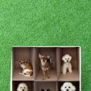 퍼피트리 애견유치원&호텔 이미지