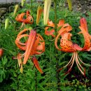 나리 카카오 검색결과