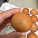 에그토스트 | 하림 오드그로서 당일 산란 달걀로 만든 에그 토스트 후기