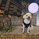 Cozy Doggie (코지도기) | [양산 물금] 쾌적하고 청결한 애견유치원, 호텔, 미용, 놀이방 다 가능한 양산 코지도기