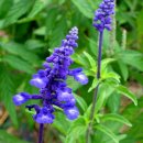 블루세이지 이미지