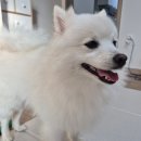 멍멍쩝쩝 이미지