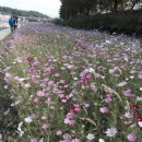 고수부지 이미지