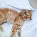 철강로25번길 40 이미지