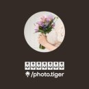 호랑이스냅