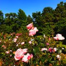 장미세탁 이미지