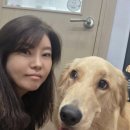 블링블링펫 이미지