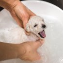 윤스강아지 이미지