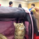 Fall in Rags | 늦은 캣쇼 포스팅입니당~~ㅎㅎ 2013 년 후반기인데..기억이..