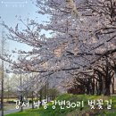 낙동강변 | 부산 벚꽃 명소 강서 낙동강변 30리 벚꽃길 26.4.2 개화 상태