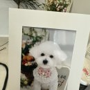 그리다 펫살롱 이미지