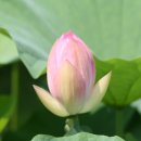 H8335 Daum카페