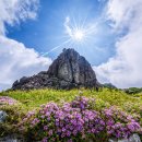 전국야생화전시회 이미지