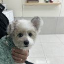 로얄 펫살롱 이미지