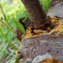 감당농장 이미지