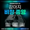 로얄동물메디컬센터 강동 | [로얄동물메디컬센터 강동]#강아지비장종양 #강아지비장전적출 #강아지혈관육종 #강아지림포마 #강아지...