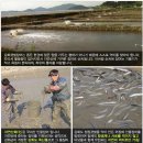 강화갯벌장어영어조합법인