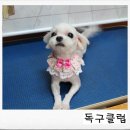 룰루 애견샵 이미지