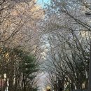지미 | 경의선숲길 벚꽃(4.6) 실시간 현황 + 카페 지미지미 내돈내산 후기