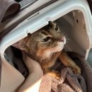 미소동물치과병원 | 입 긁는 고양이 구내염 의심 고양이 치료 일기2 태일동물치과병원 후기