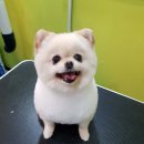 튼튼애견미용 이미지