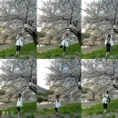 동천자전거길(서측) | 순천여행) 동천 벚꽃 명소 봄꽃구경 / 순천 가볼만한곳 터널 벚꽃길 필수코스