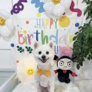 하루가다르개 이미지