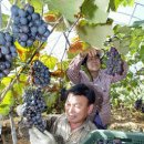 김영춘농장 이미지