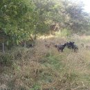 황토골 사슴 농장 이미지