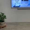 🌿 우리 집 새 식구 크루시아 🌱
