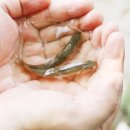 화천1리 이미지