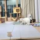 그루밍154 이미지