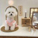 멍띠끄 | 천안 애견미용 &#34;멍띠끄&#34;(내돈내산 솔직후기)