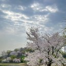 일산호수공원 | 사진 찍기 좋은 벚꽃 스팟, 일산 호수공원 후기