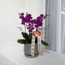 플로르_e