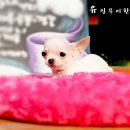 와와 Daum카페