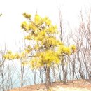 황금소나무 이미지