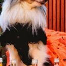 호두마루의 간식공장 이미지