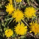 가야농원 이미지