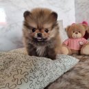 천사 애견 이미지