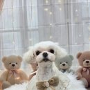 밀리아 펫살롱 이미지