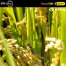 참새&허수아비 이미지