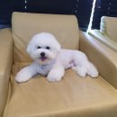 오늘DOG예쁨 이미지