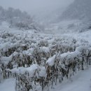 현지네 농원 이미지