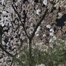 명성가왕솥뚜껑 이미지