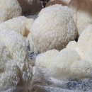 노루농장 네이버블로그