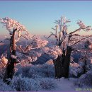 08년도 새해 첫산행 -태백산(1566.7m) 이미지