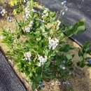 가누리농장 이미지